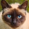 Gato Juarez's profile picture