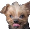 Random_xuser's profile picture