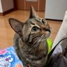 トマキンスへいちょ profil fotoğrafı