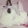 NoriPeko's profile picture