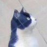ぶち's profile picture
