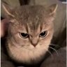 Toniiia's profile picture