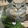 ECHO 的头像