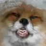 AstroFox 的头像