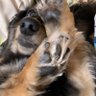 アラワタ（本物） profil fotoğrafı