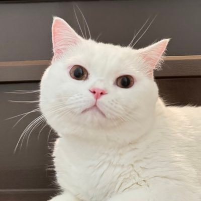 🌻 뮤 • 𝑚𝑒𝑤 •'s profile picture