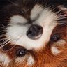 Shifu 🐺 profil fotoğrafı