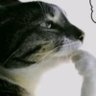 Jao's profile picture