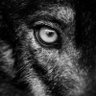 Profilbild von Nomad Garou