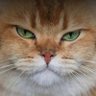 panrurik's profile picture