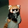 Profilbild von 蝎子莱莱