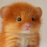 Фото профиля HelpfulHamster