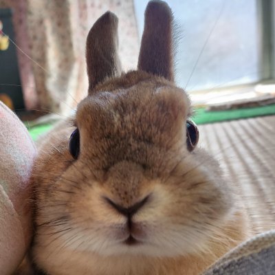 ゴンちゃんのお部屋's profile picture