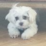MauiBell's profile picture