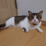 ごましお ඞ profil fotoğrafı