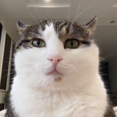 Bearnotbeer5's profile picture