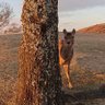 とっこ(ミニヒツジ) profil fotoğrafı