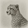 Leonhard Breuer's profile picture