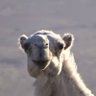 خذاف's profile picture