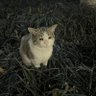 猫咪 profil fotoğrafı