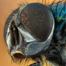THE ONE TRUE FLY™ 🪰's profile picture