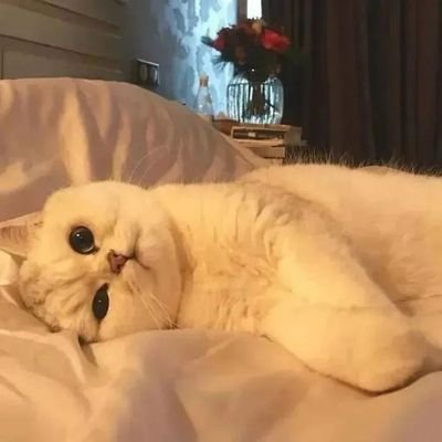 林夕是个胖子呀's profile picture