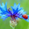 Profilbild von Coccinelle_Rouge
