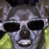 AverageInternetUser's profile picture