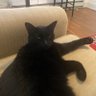 ManyFeatheredBird's profile picture