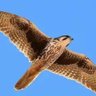 يوسف الحارثي's profile picture