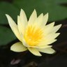 Lotus 🪷's profile picture