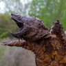 Фото профиля SnappyTurtle 🇺🇸