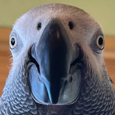 ApolloandFrens's profile picture