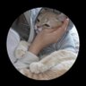سديم's profile picture