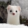 Ermine profil fotoğrafı