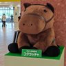 パイナップル profil fotoğrafı