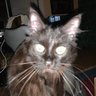 Jessy Goldstein profil fotoğrafı