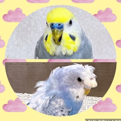 yumy1121's profile picture