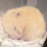 ꕤ*.HAKU𖥧𖧧 ˒˒.ぬいぬいꔛꕤ*。゚'s profile picture