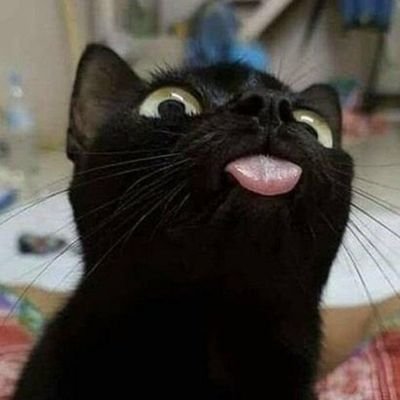 ( ll ᴶ วดำ🐈⬛🐾) ᴸᴷ's profile picture