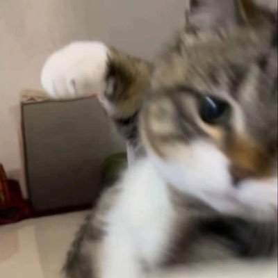 ᴮ☽ᴵᶠ✨😼ʸ's profile picture