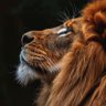 Golden's profile picture