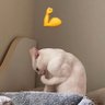 เชียร์ไปเรื่อย profil fotoğrafı