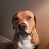 Bill Brasky's profile picture