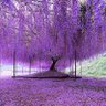 Garden Glow 的头像