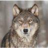 Profilbild von canislupus__lv