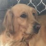 Sallys Human's profile picture