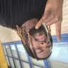 Reginald Williams's profile picture