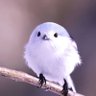 T K's profile picture
