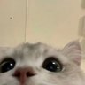 Profilbild von 脑袋